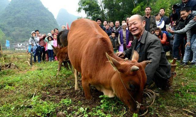 只有累死的牛