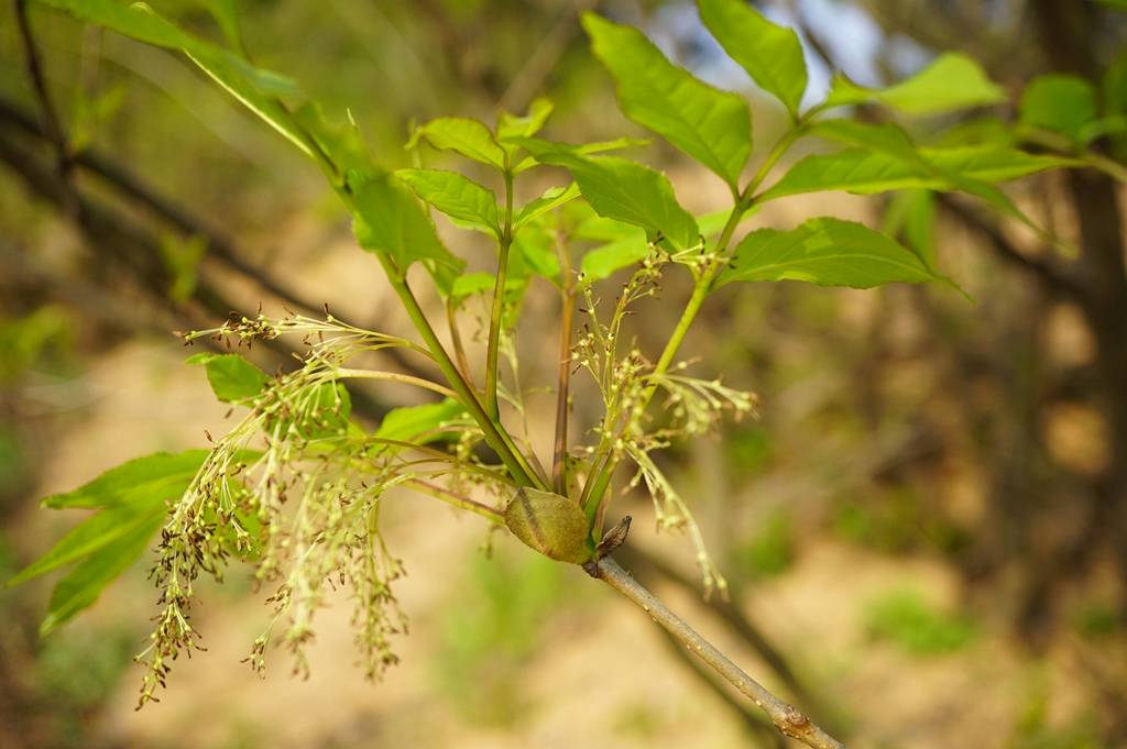 白蜡植物图片