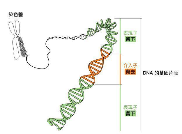 您的孩子真像您或者是孩子他妈,这就证明了孩子遗传了父母的基因