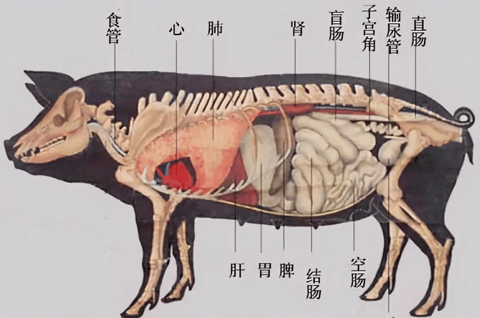 杀猪六把刀顺序图片图片