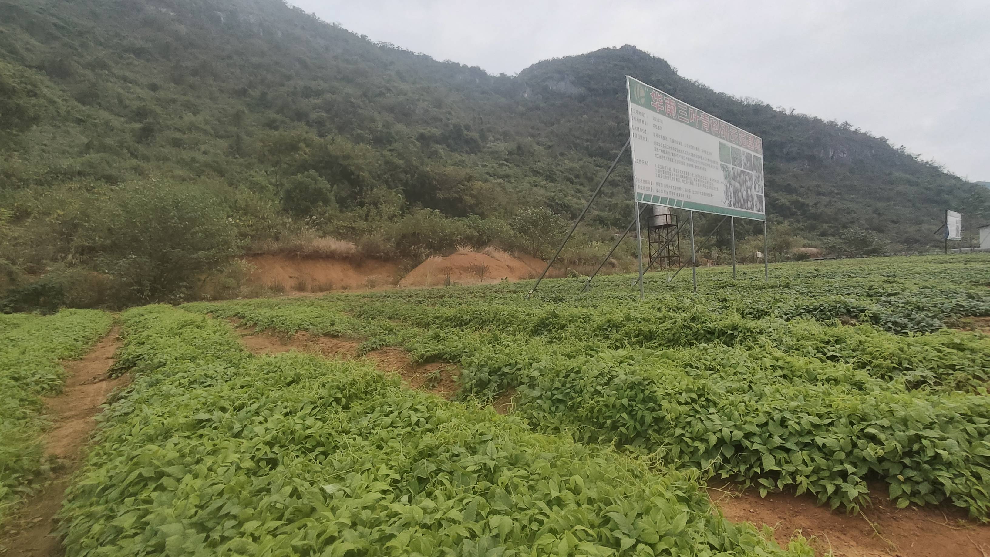 广西三叶青种植基地图片