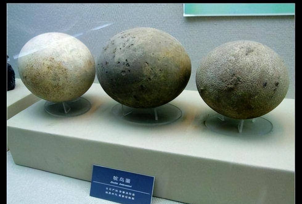 中,与古人类活动遗存物一同出土的,常伴有古鸵鸟的巨大蛋壳化石及鸟骨