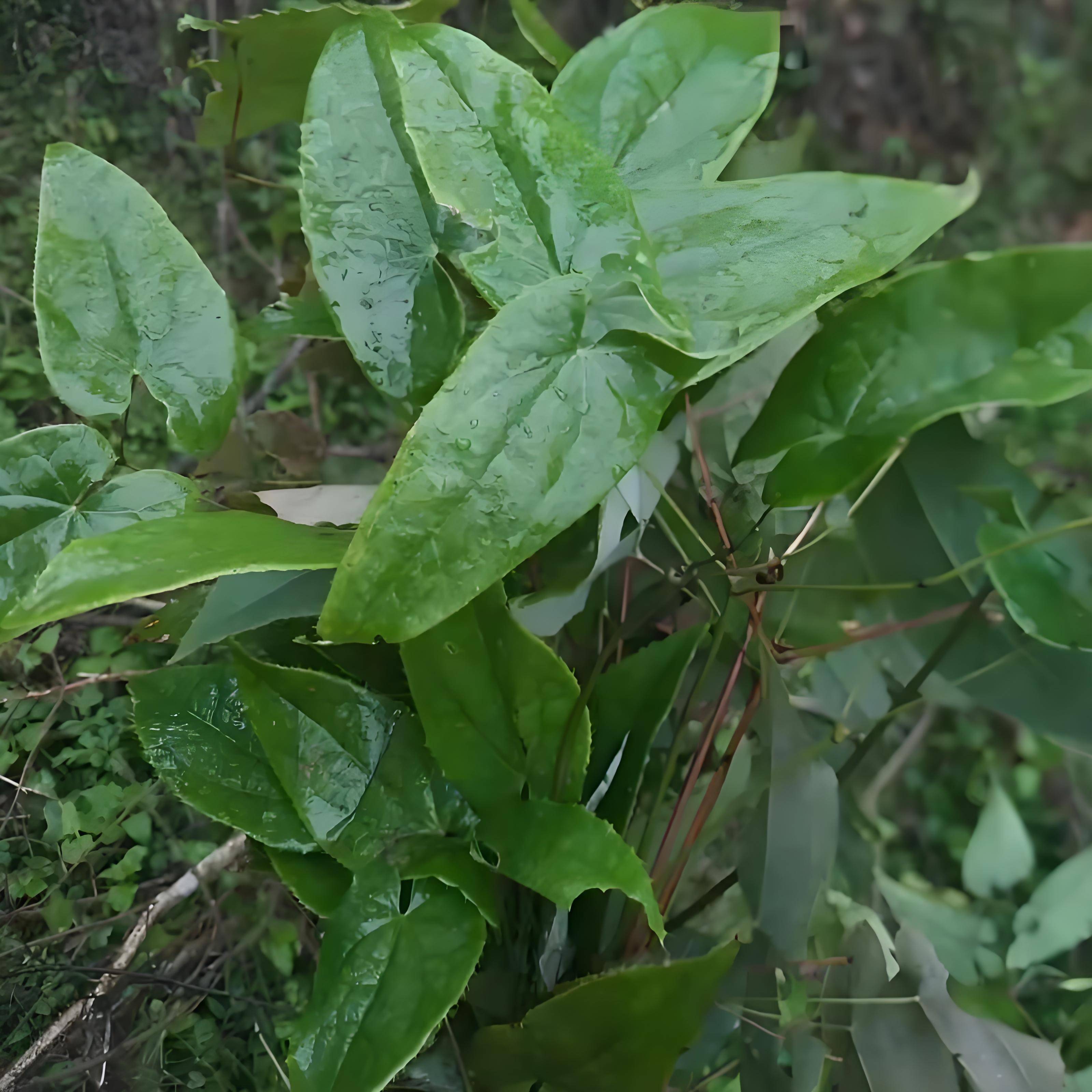 来自秦岭大山深处的馈赠