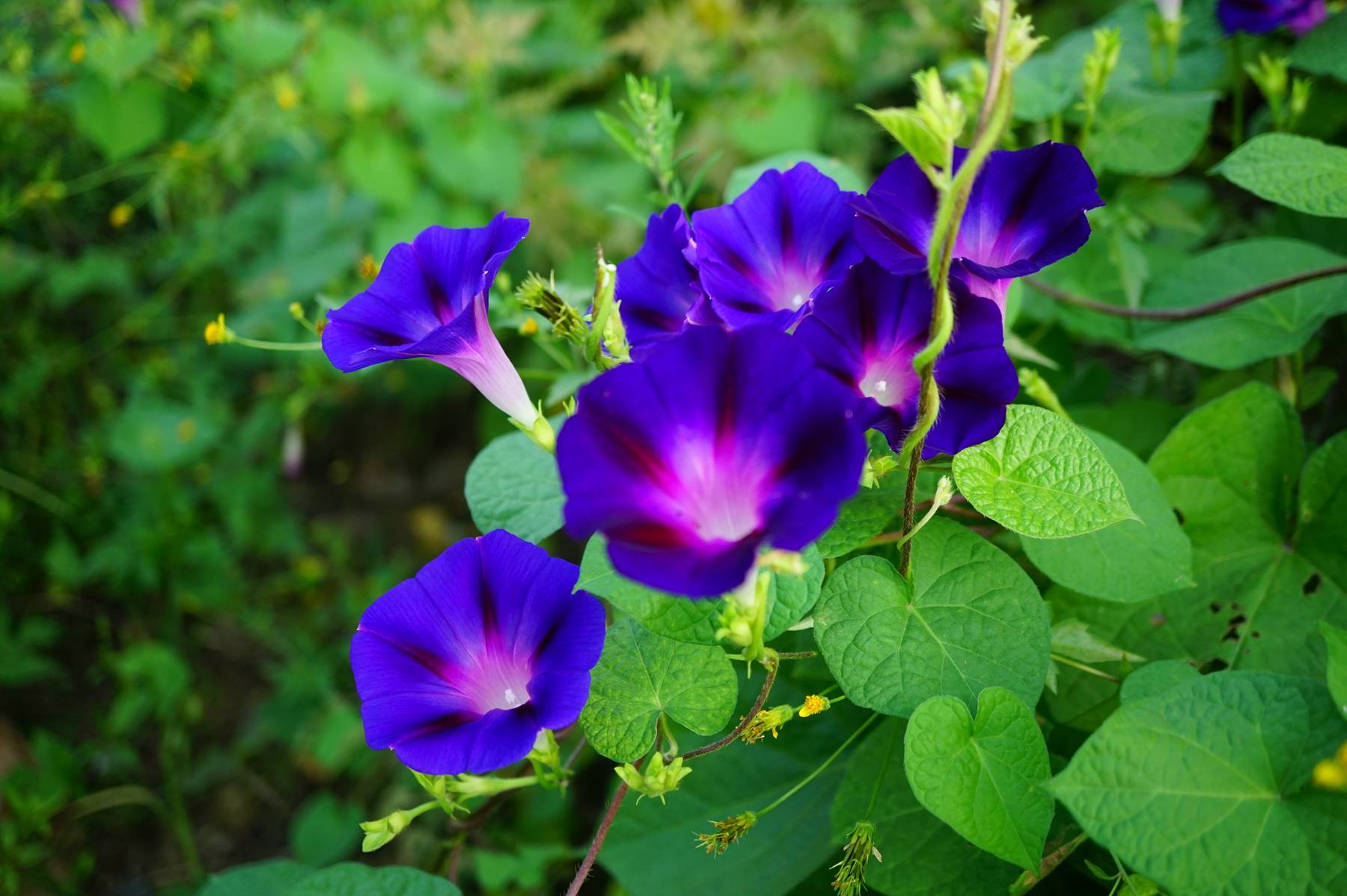 牵牛花的叶子特征图片