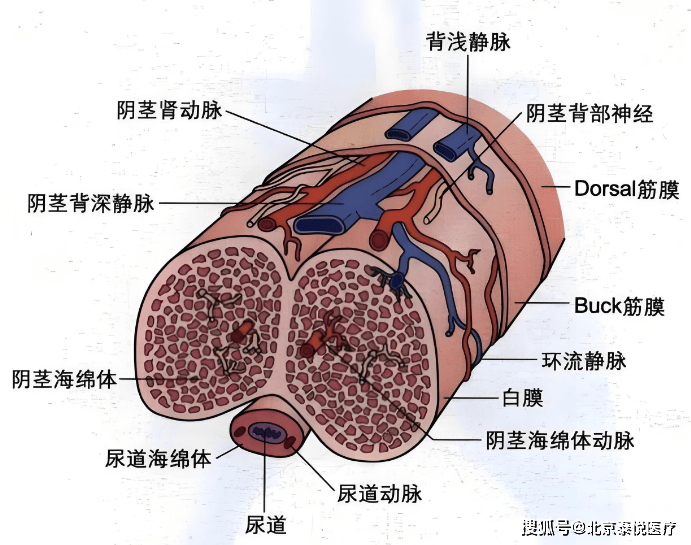 男生正常阴囊图片