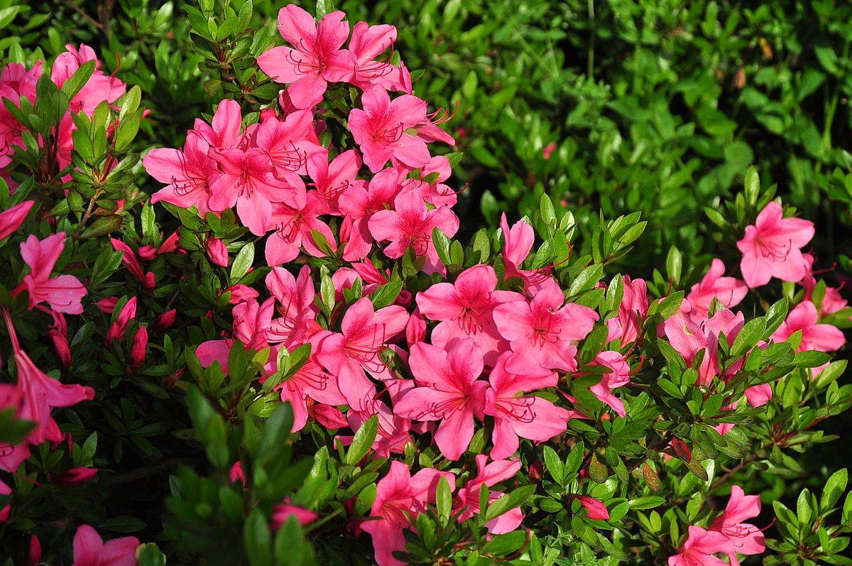 我见到的山东本土植物和园林栽培植物