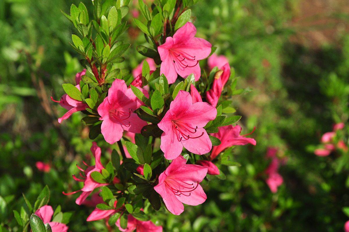我见到的山东本土植物和园林栽培植物