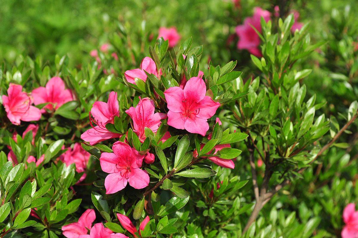 我见到的山东本土植物和园林栽培植物