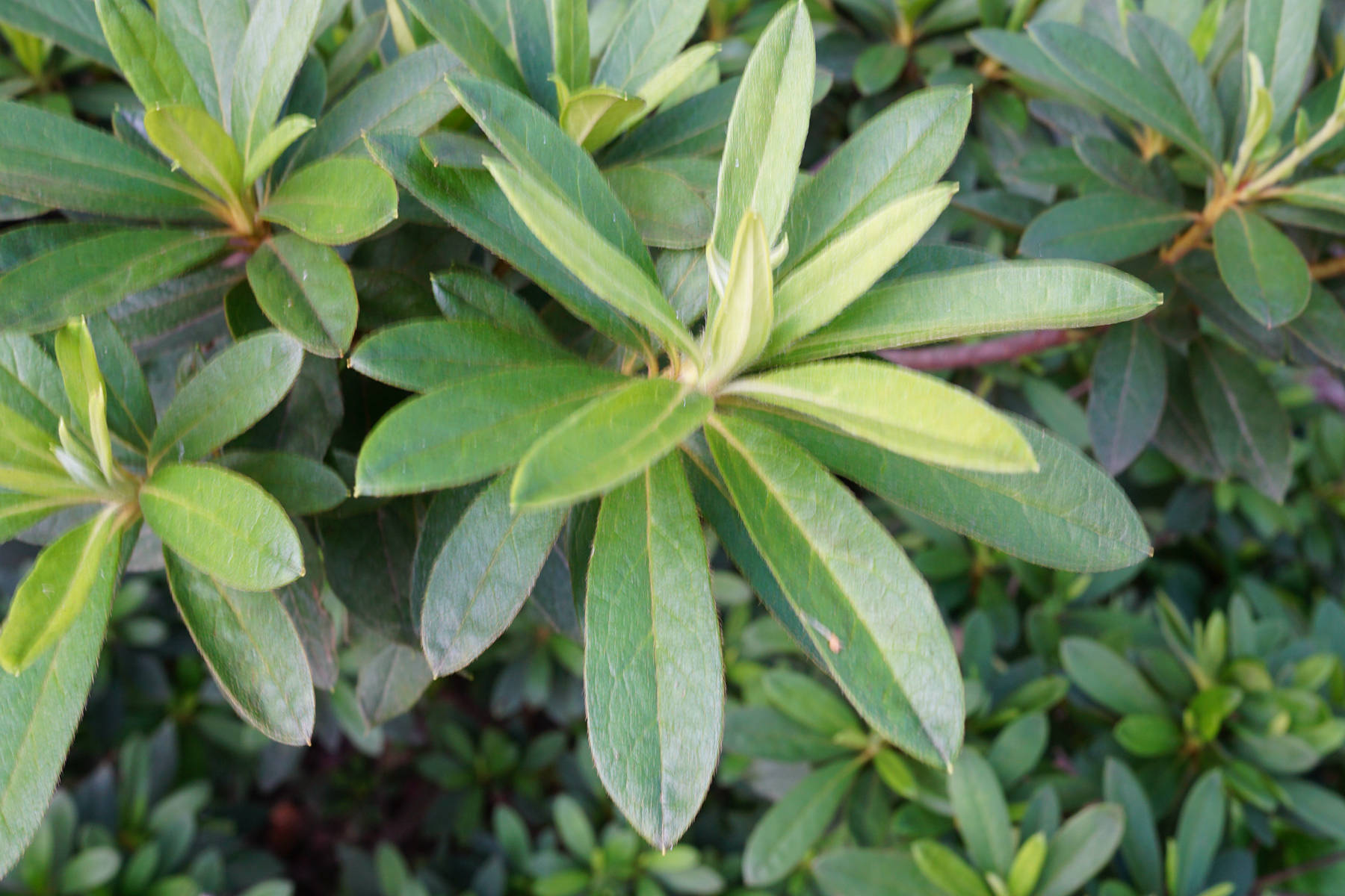 我见到的山东本土植物和园林栽培植物