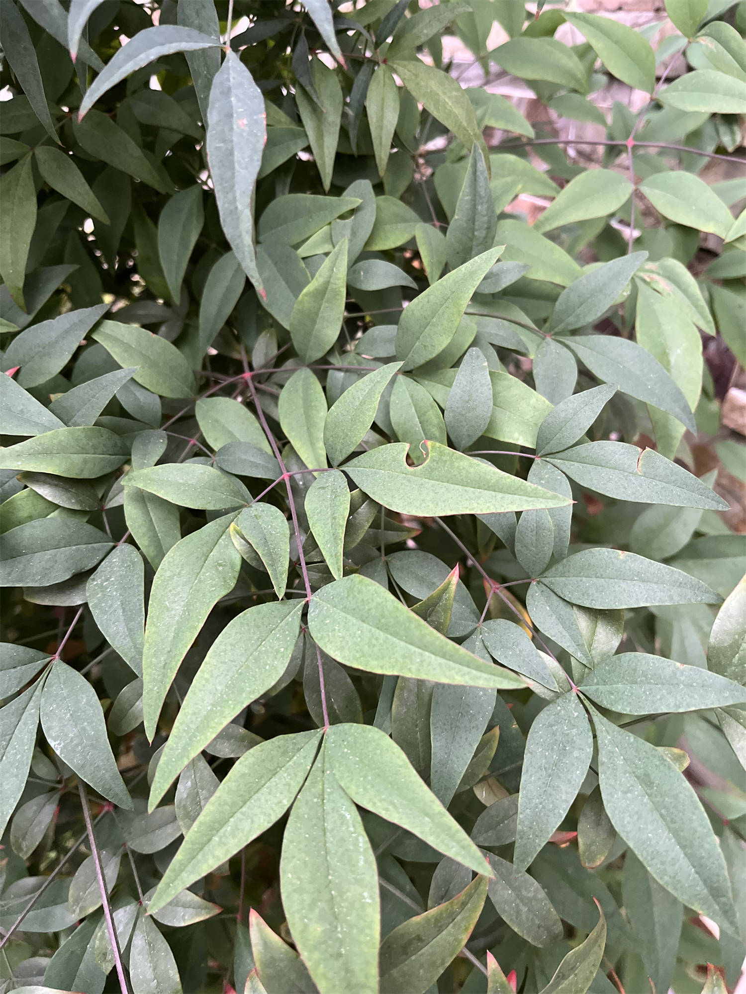 草木世界之125:南天竹[nán tiān zhú]