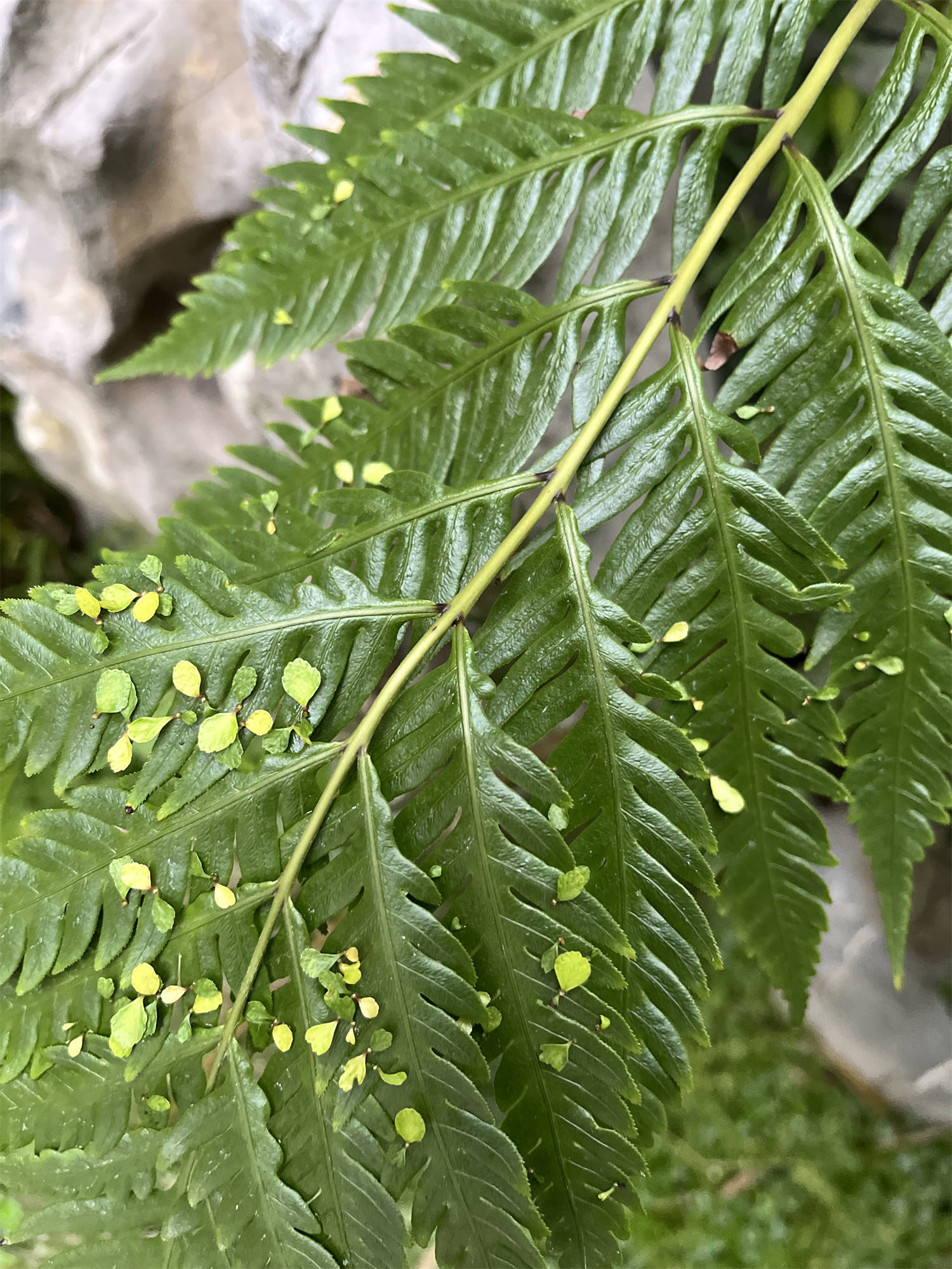 草木世界之126:狗脊