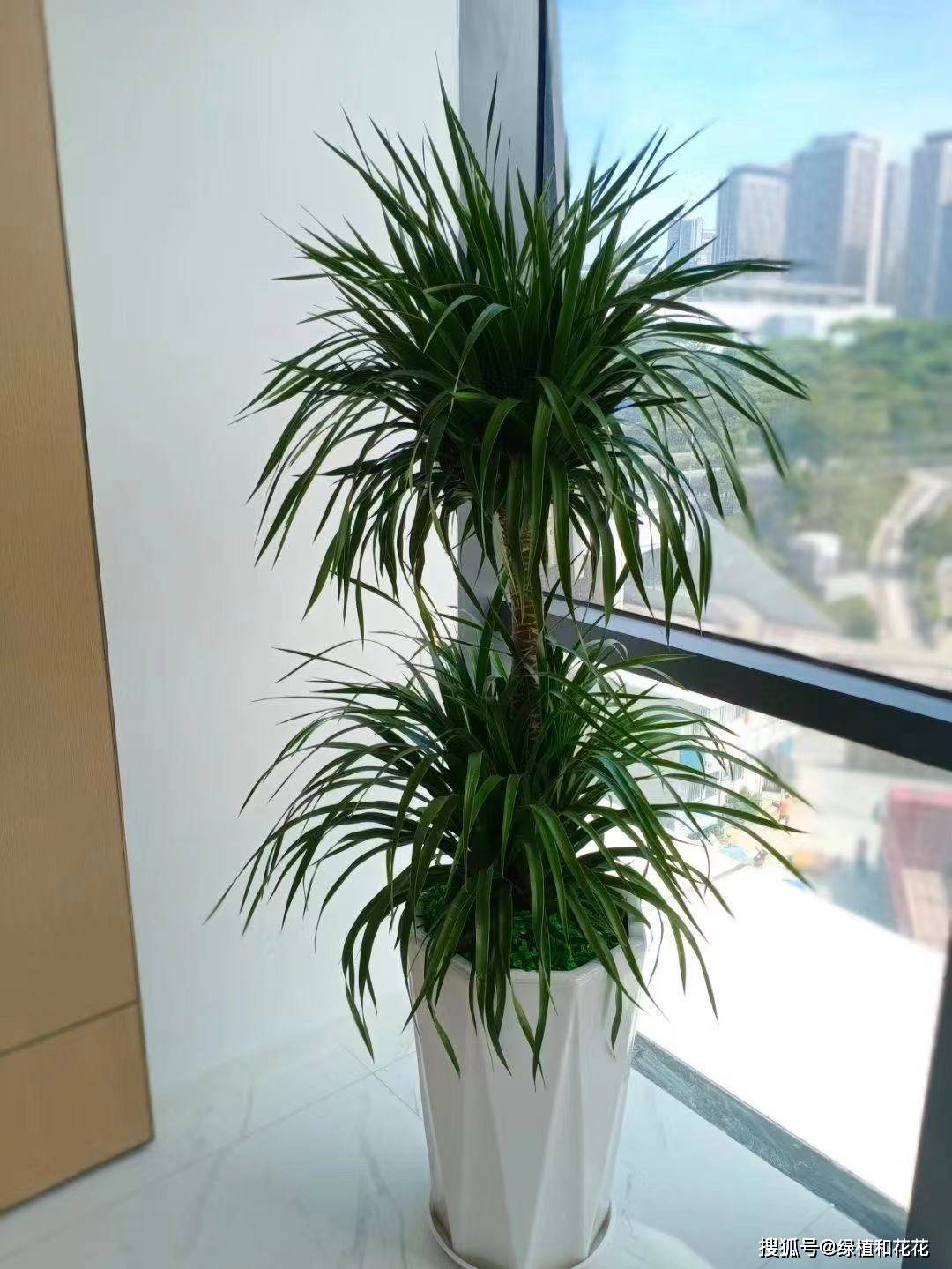 适合在领导办公室里摆放的绿植搭配!