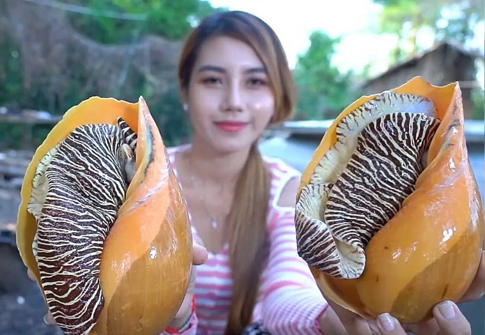 椰子螺:海洋中的独特宝藏