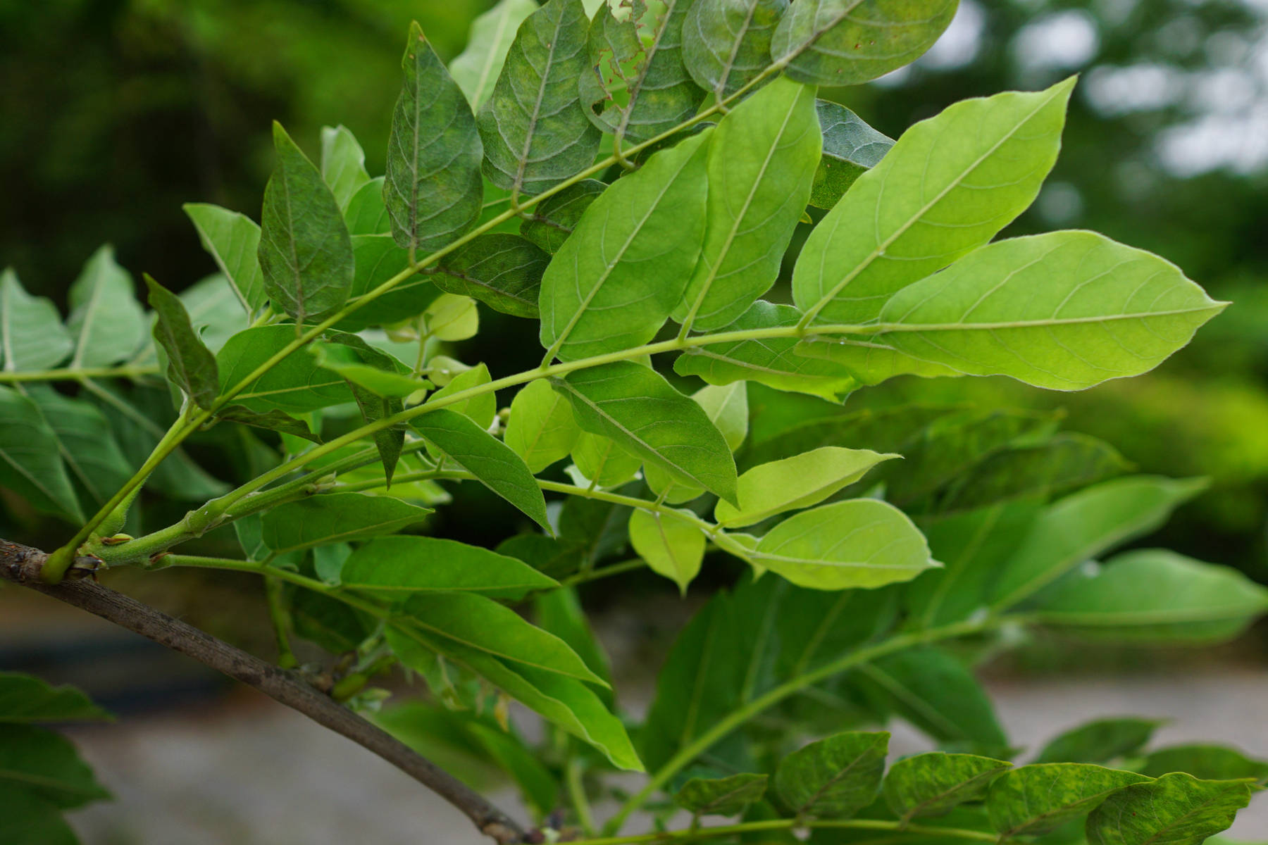 我见到的山东本土植物和园林栽培植物