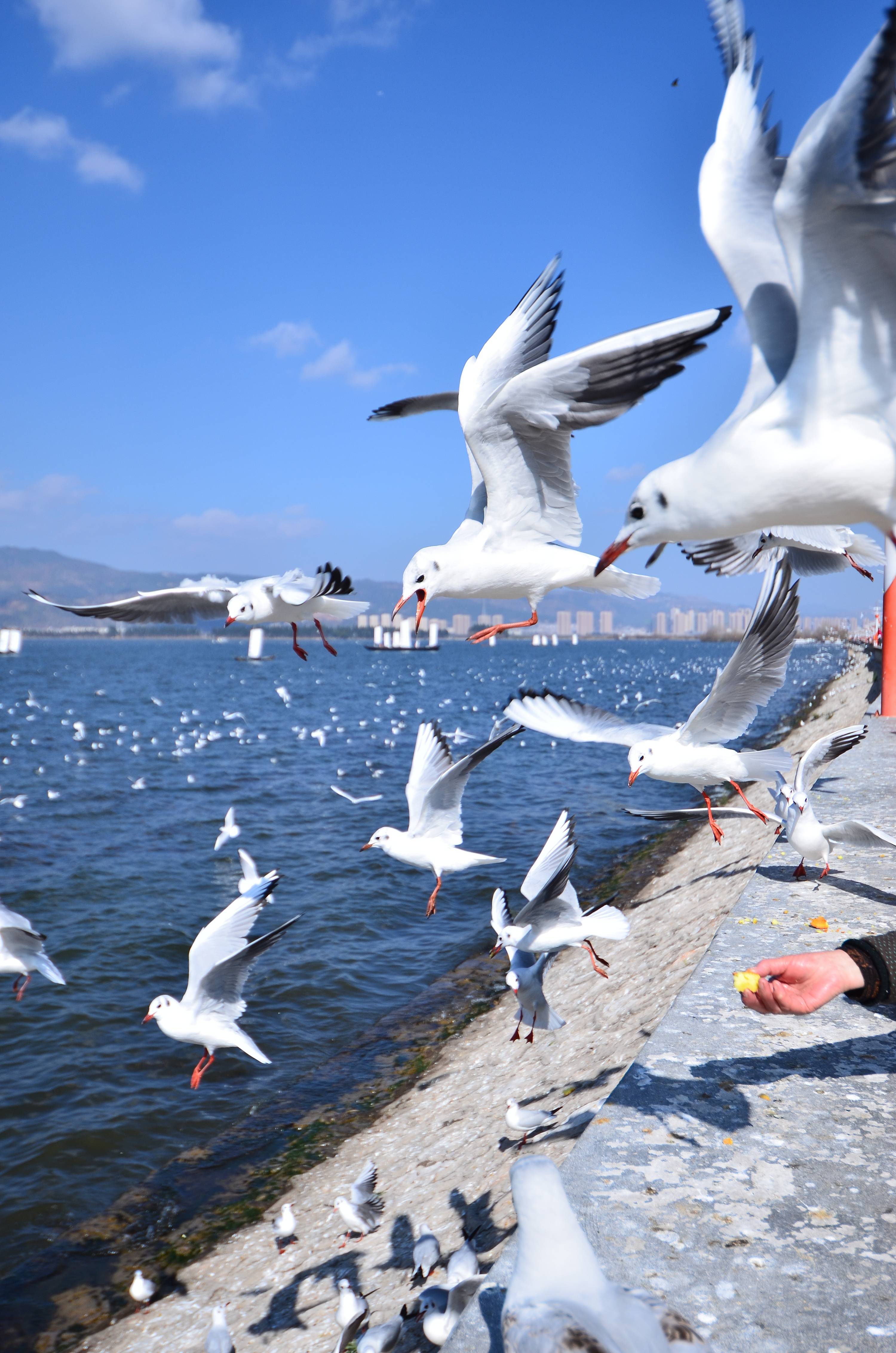 海埂大坝月份图片