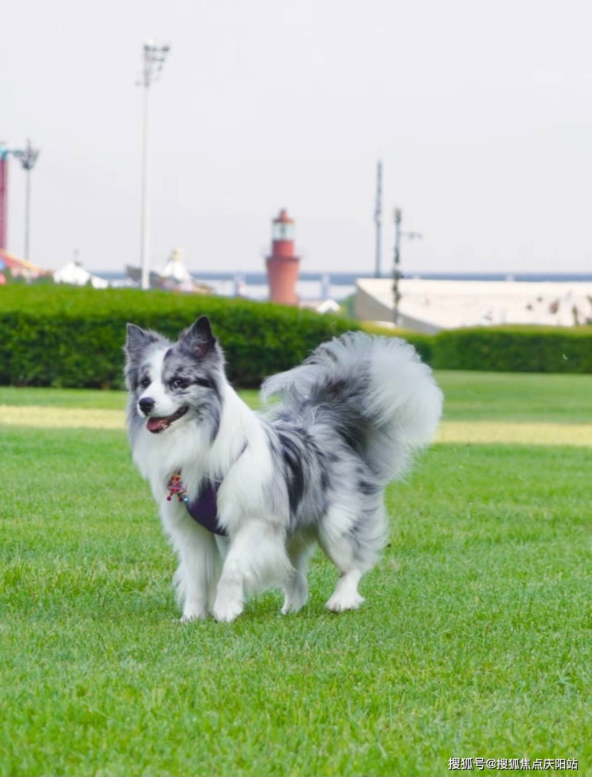 边牧犬多少钱一只图片