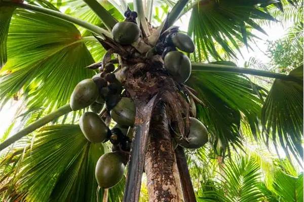 塞舌尔海椰子:大自然的奇珍异宝