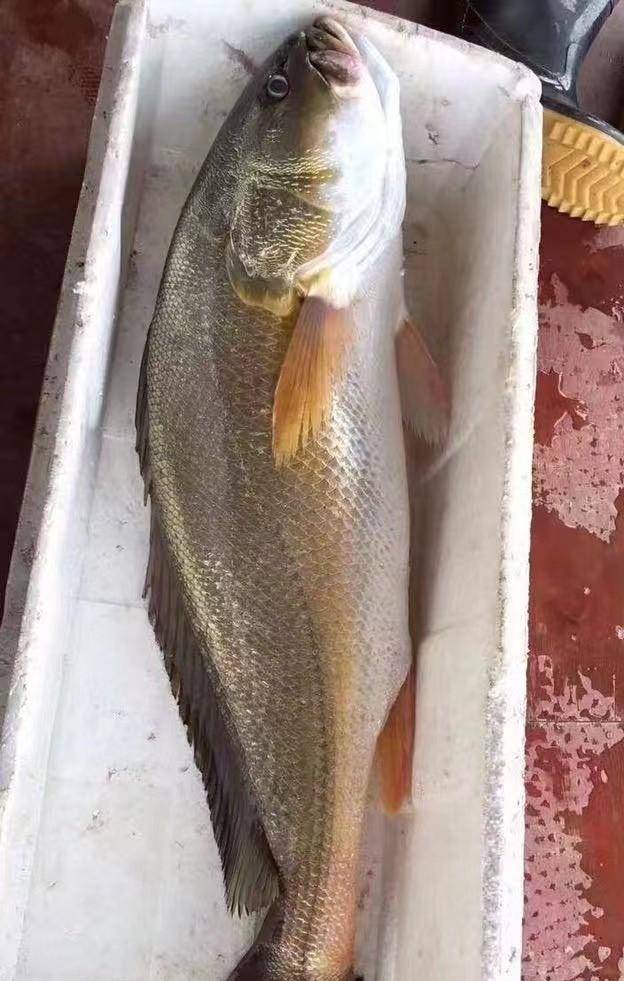 2012年福建渔夫在海上捡到一条鱼,卖出三百万天价,一夜暴富