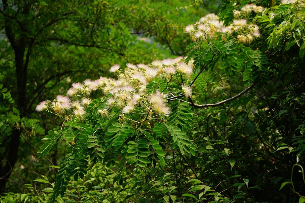 我见到的山东本土植物和园林栽培植物