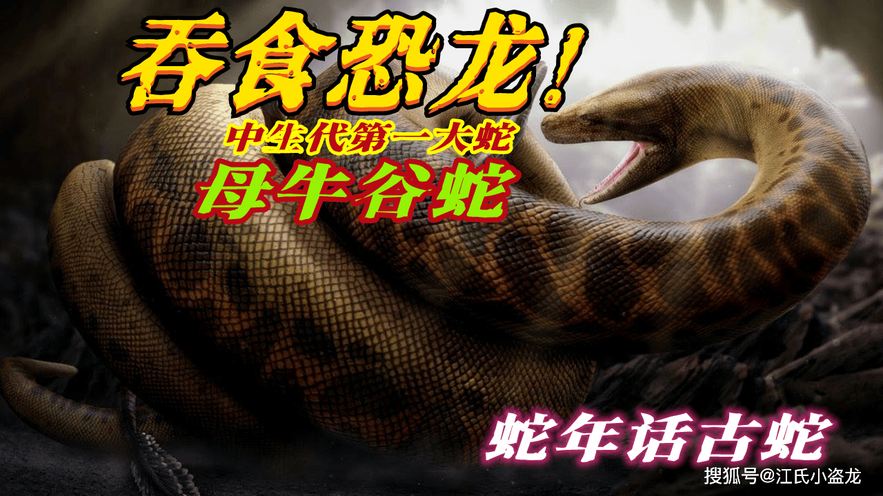 恐龙时代大蛇存活4000万年！_谷蛇_母牛_化石
