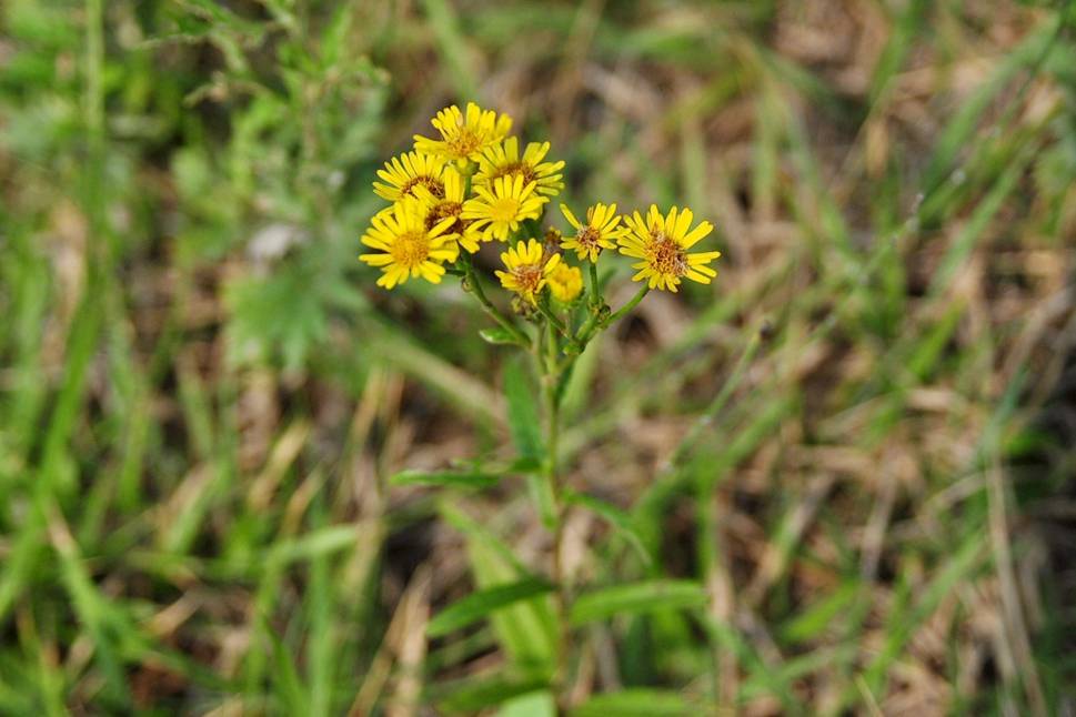 我见到的山东本土植物和园林栽培植物(1253)线叶旋覆花