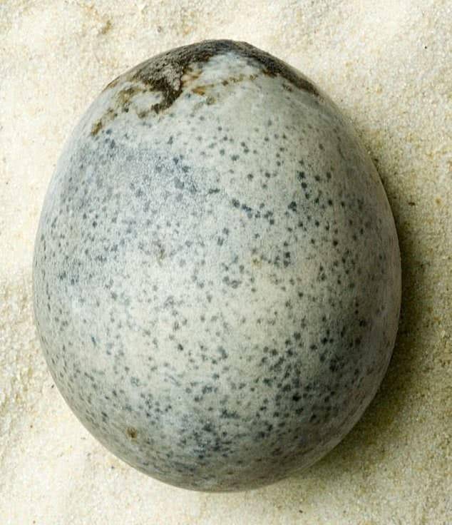 【衝撃】1700年前の卵が発掘！🥚💥考古学者がうっかり割ってしまった結果…😱⁉️