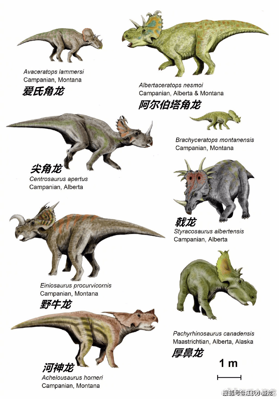 恐龙脑袋后面长盾牌,很有气势!