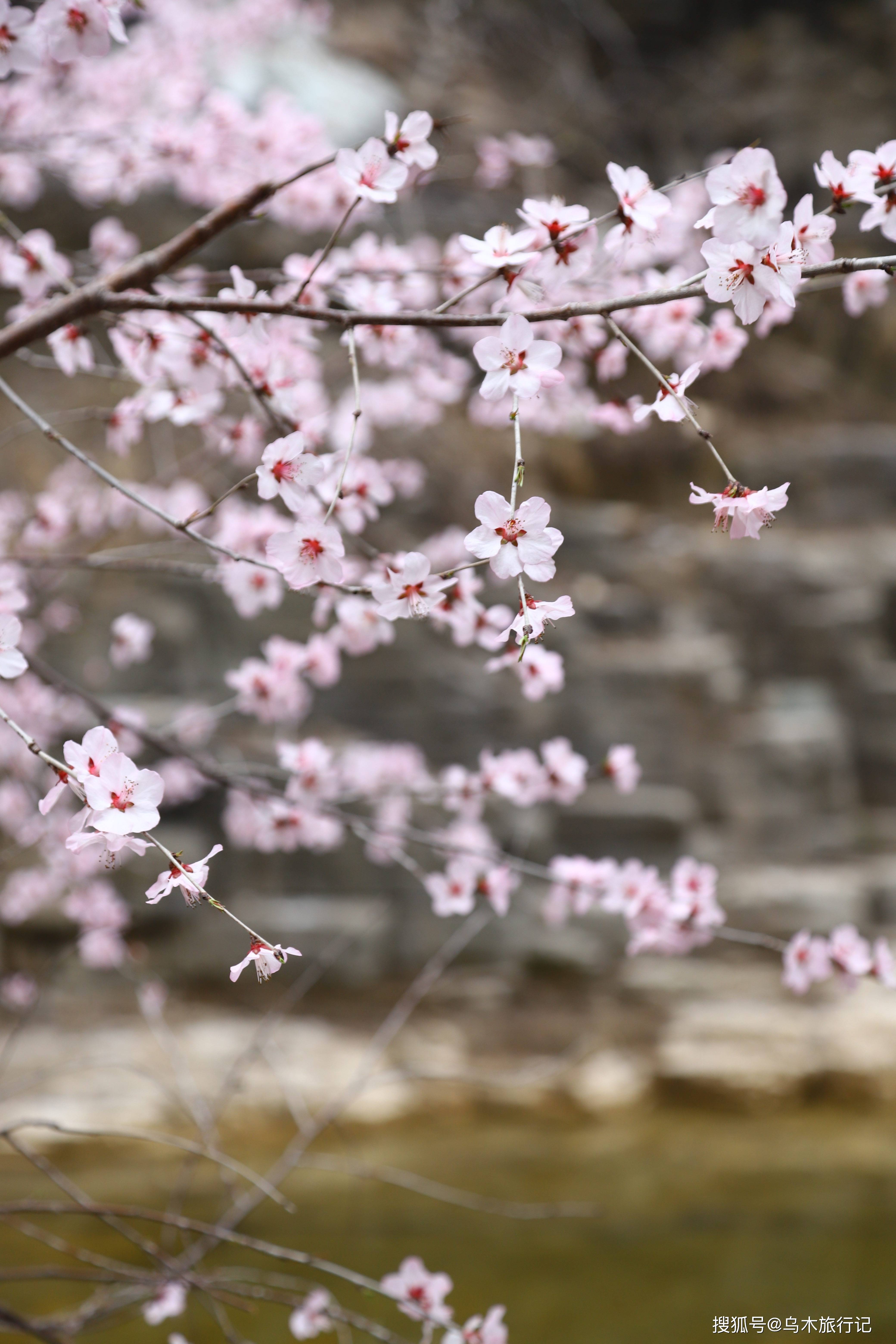 桃花_花瓣_花树下