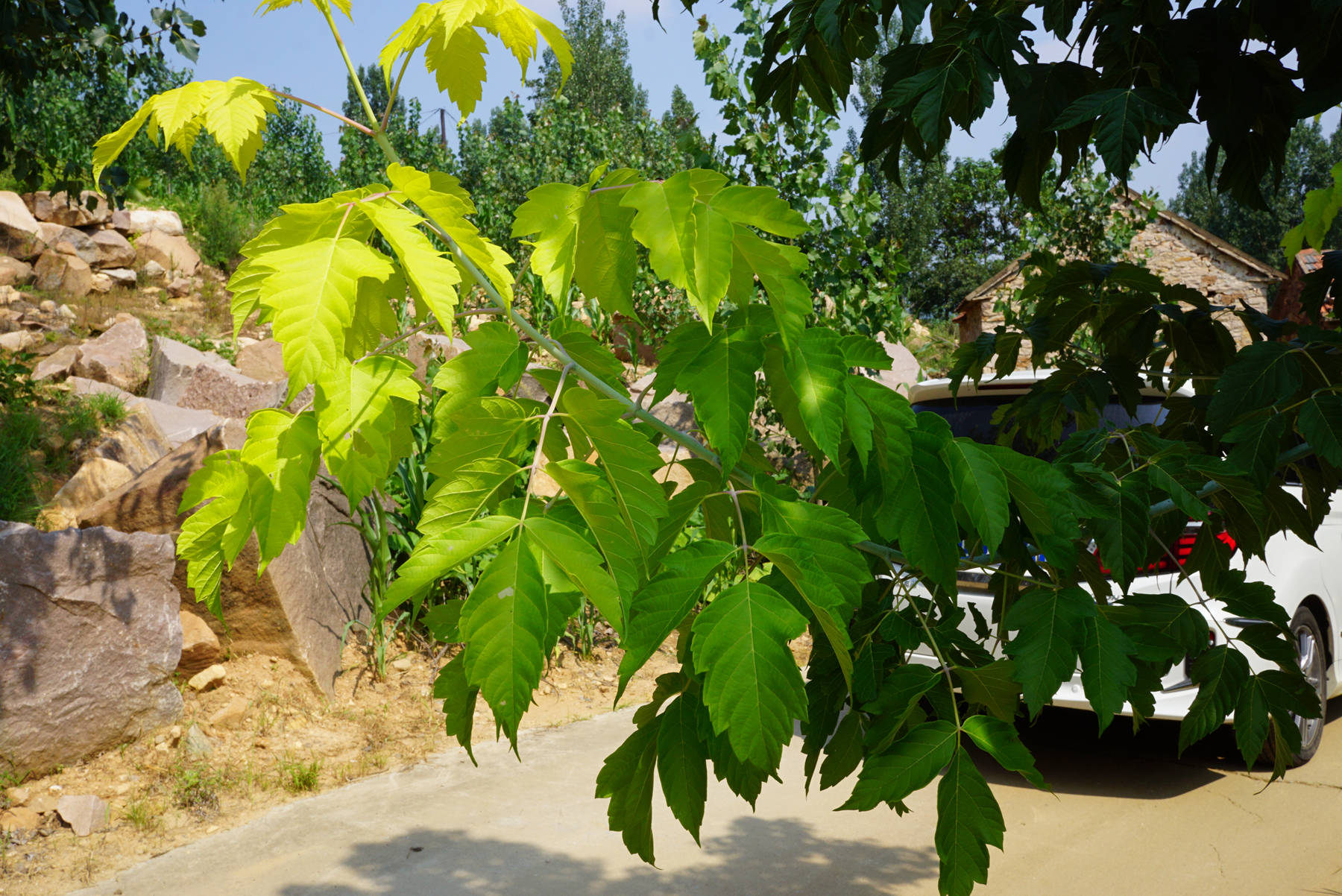 我见到的山东本土植物和园林栽培植物