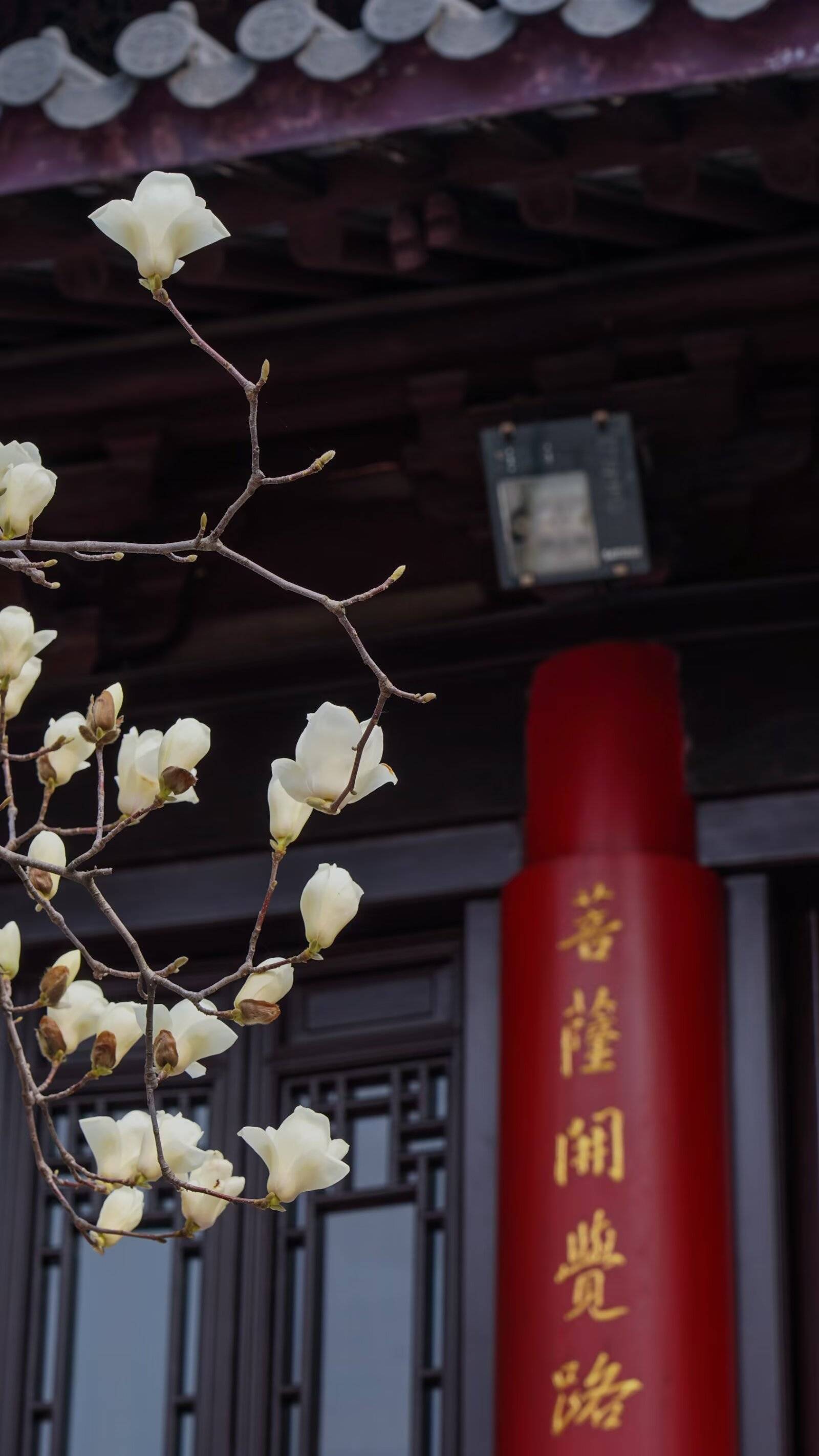 灵谷寺玉兰绽放,禅意悠悠醉游人