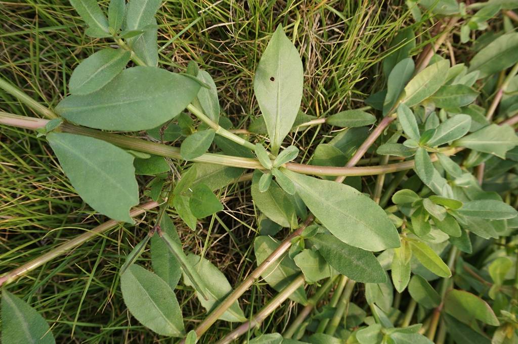 我见到的山东本土植物和园林栽培植物