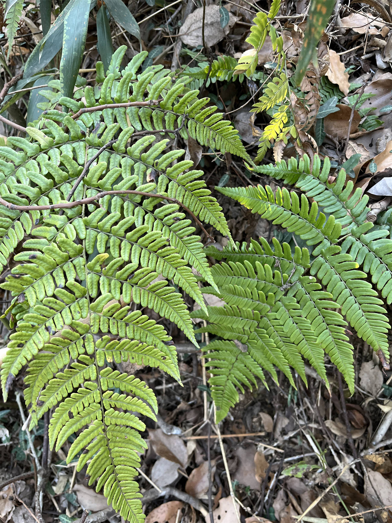 草木世界之227:鳞毛蕨