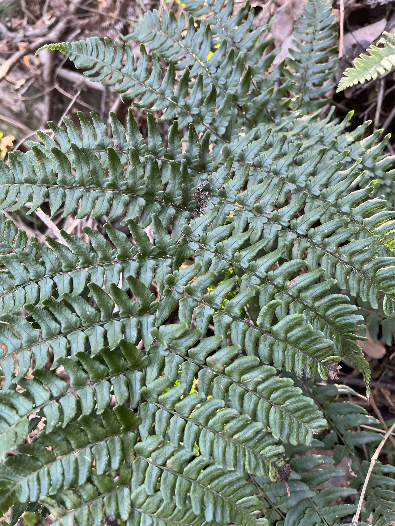 草木世界之227:鳞毛蕨