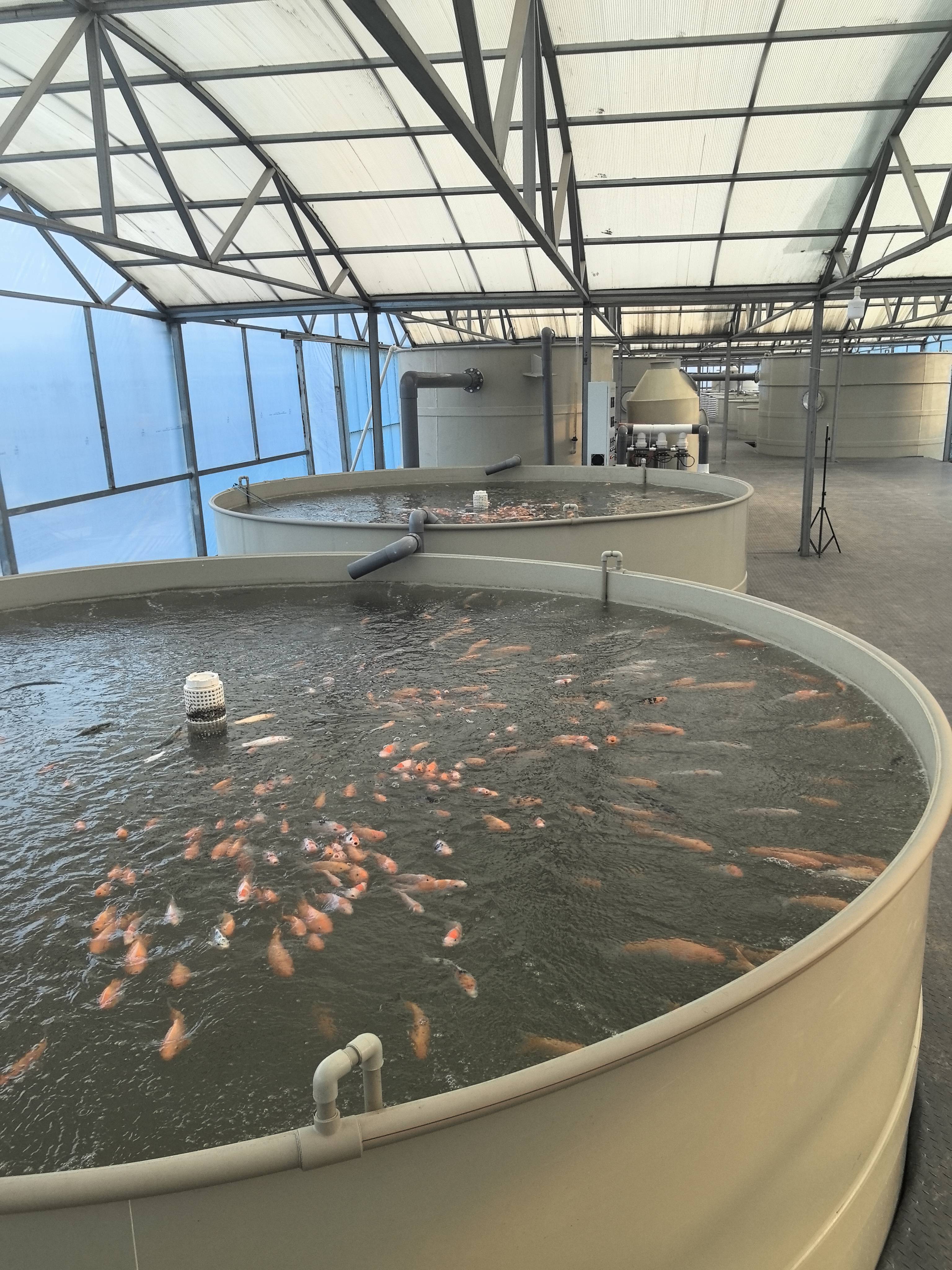 致富经水库养鱼视频(致富经农村养鱼视频全集)