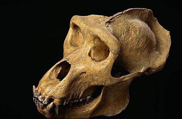 西安秦国墓穴发现神秘头骨,中国专家百思不解,美国专家一眼认出