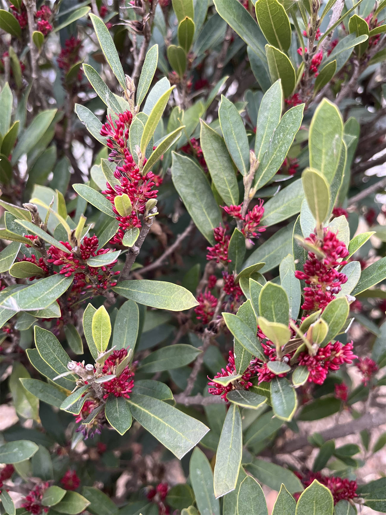 草木世界之260:蚊母树