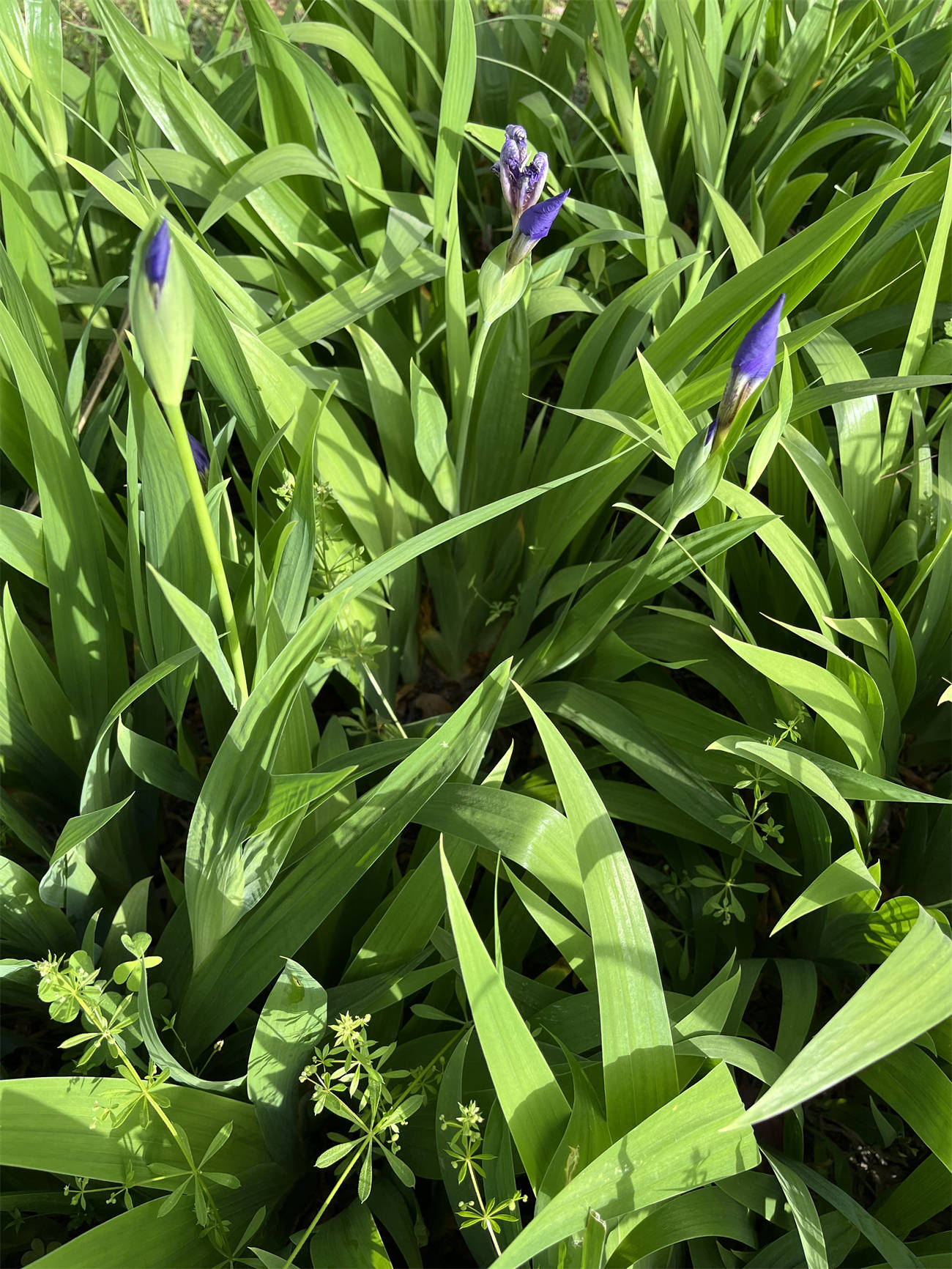 花草世界之263:鸢尾