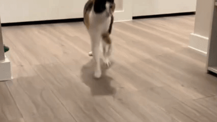 猫咪吃饭时左右摇摆,摇头晃脑,好似在打篮球.网友:灵敏度调高了