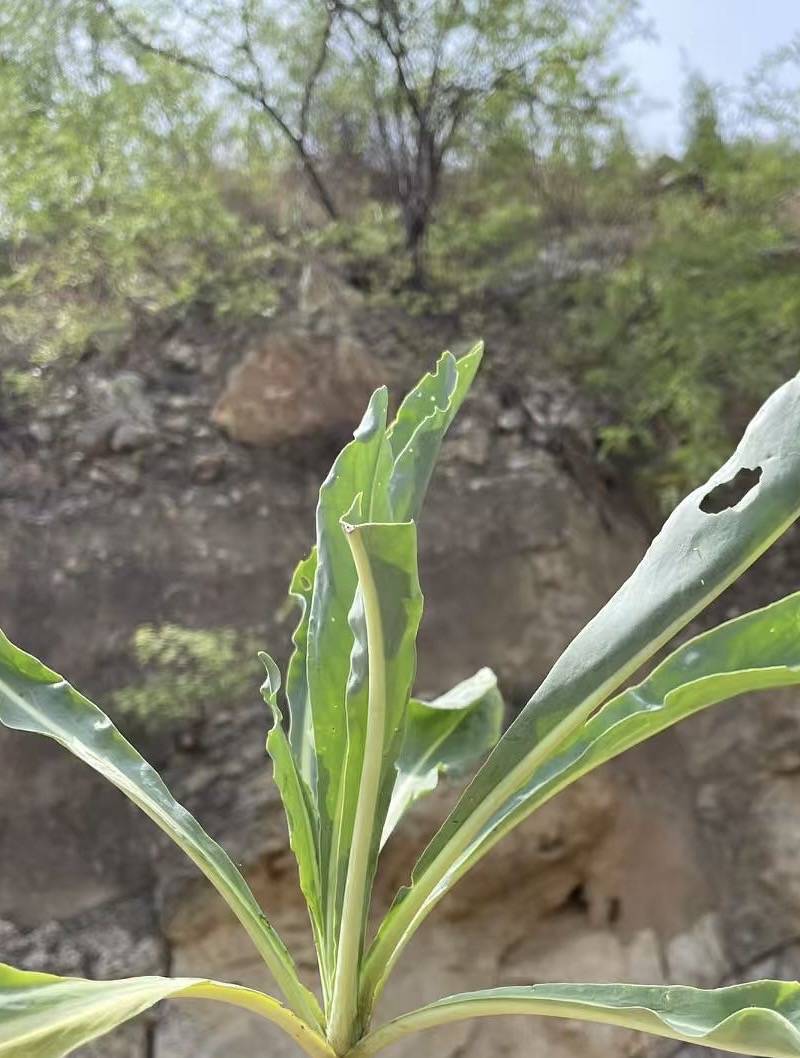 响堂湾的野生中药材板蓝根