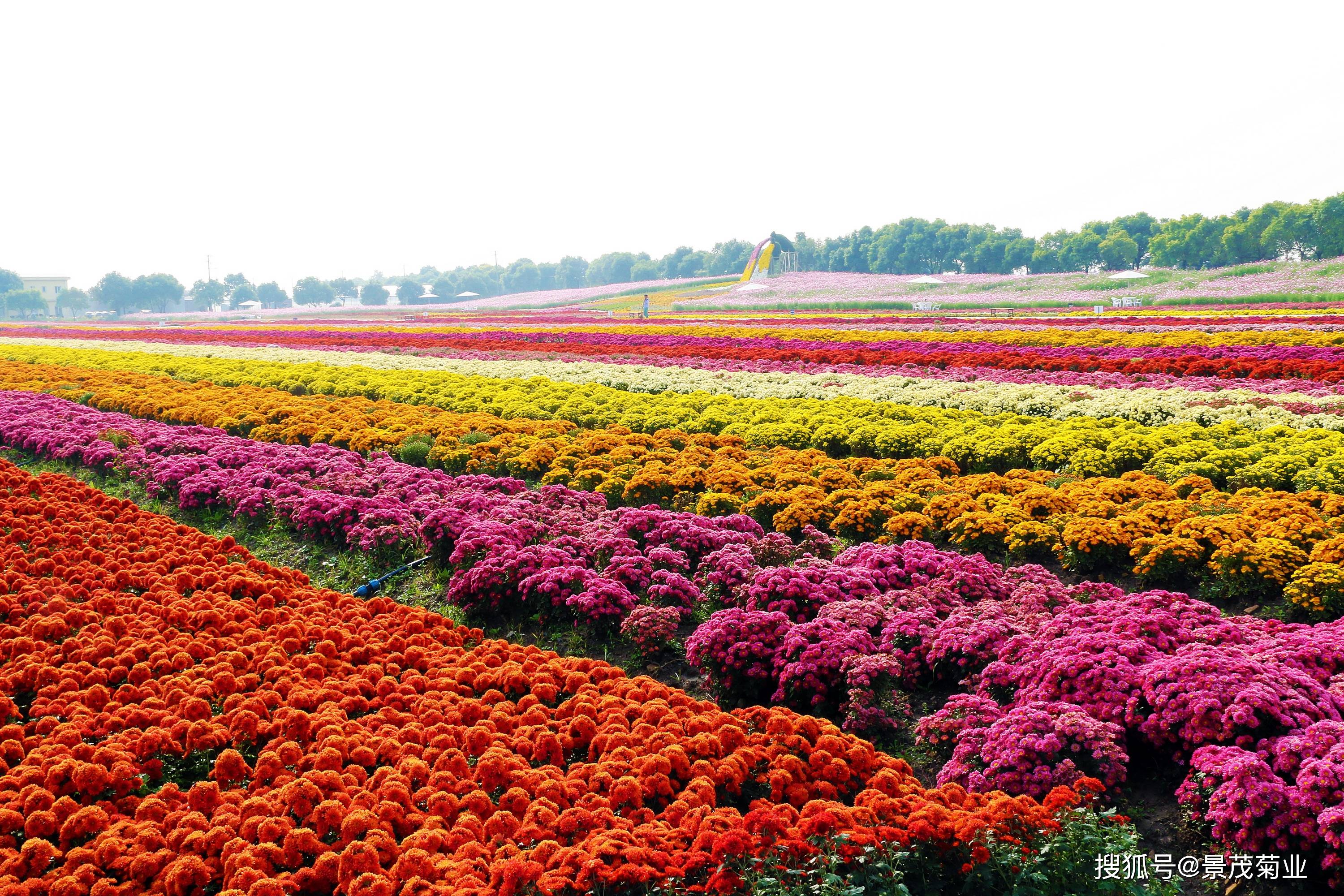 菊花花海景观打造