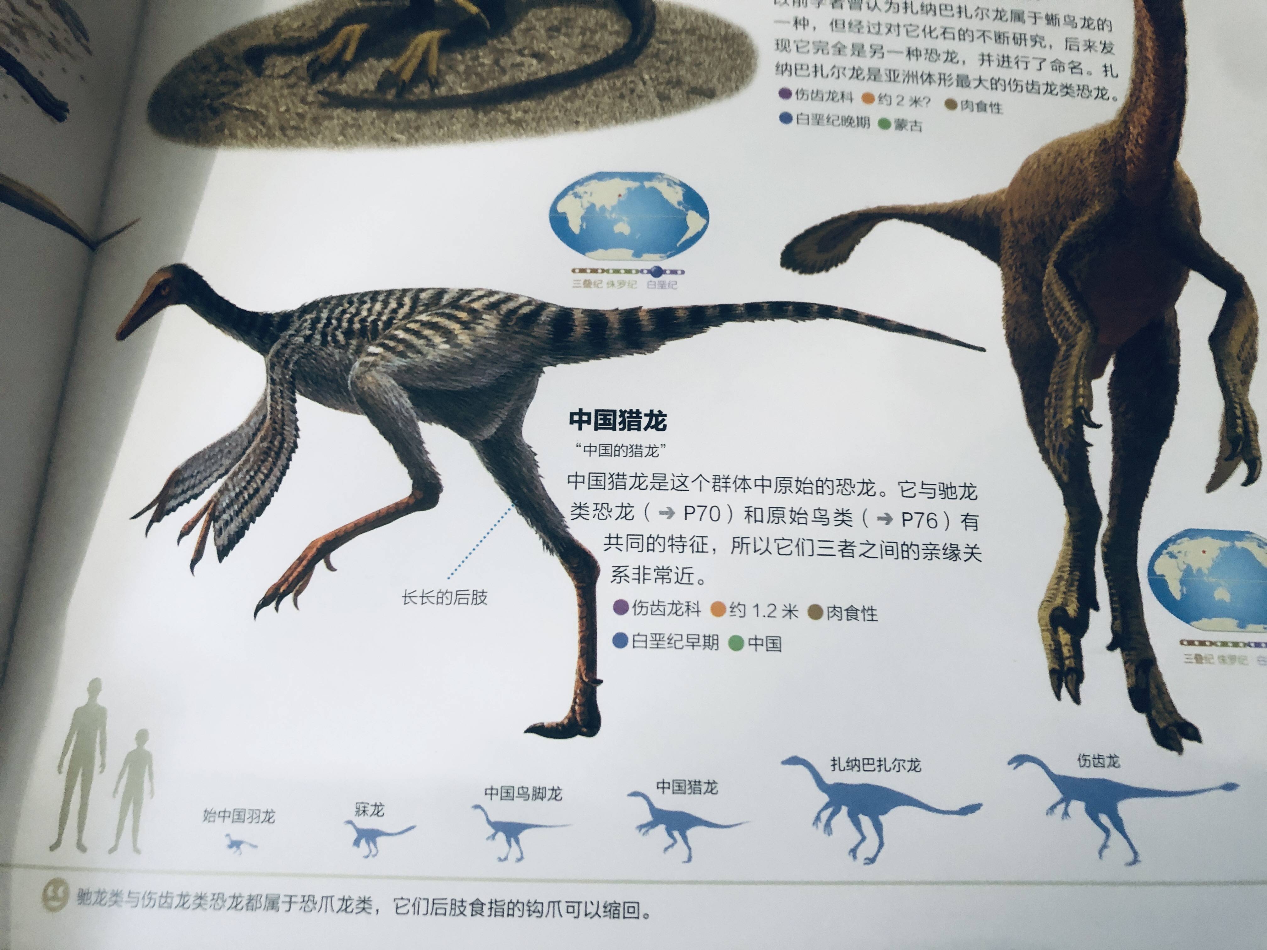 8岁恐龙迷,直夸这本恐龙书"真实,好看"