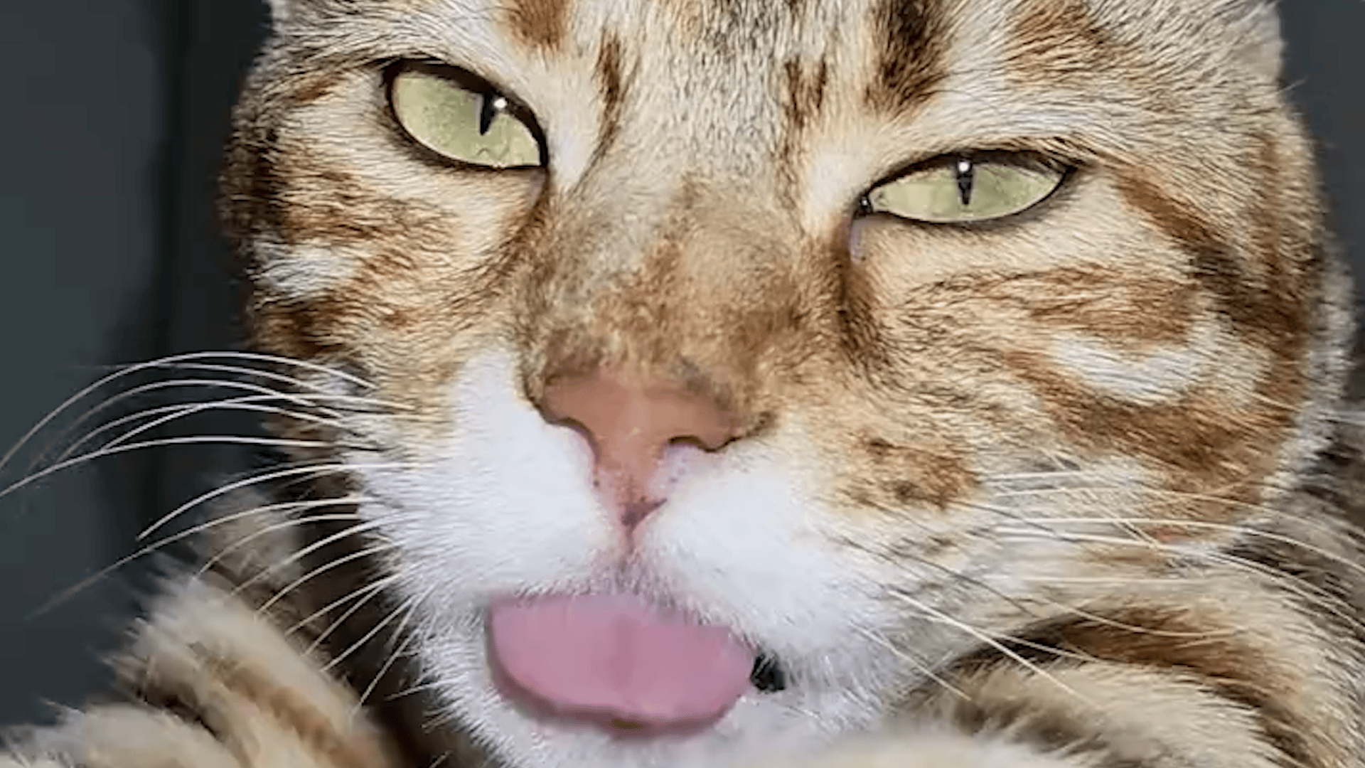 猫咪踩奶时,表情陶醉又滑稽.网友:你们是正规渠道认识的吗?