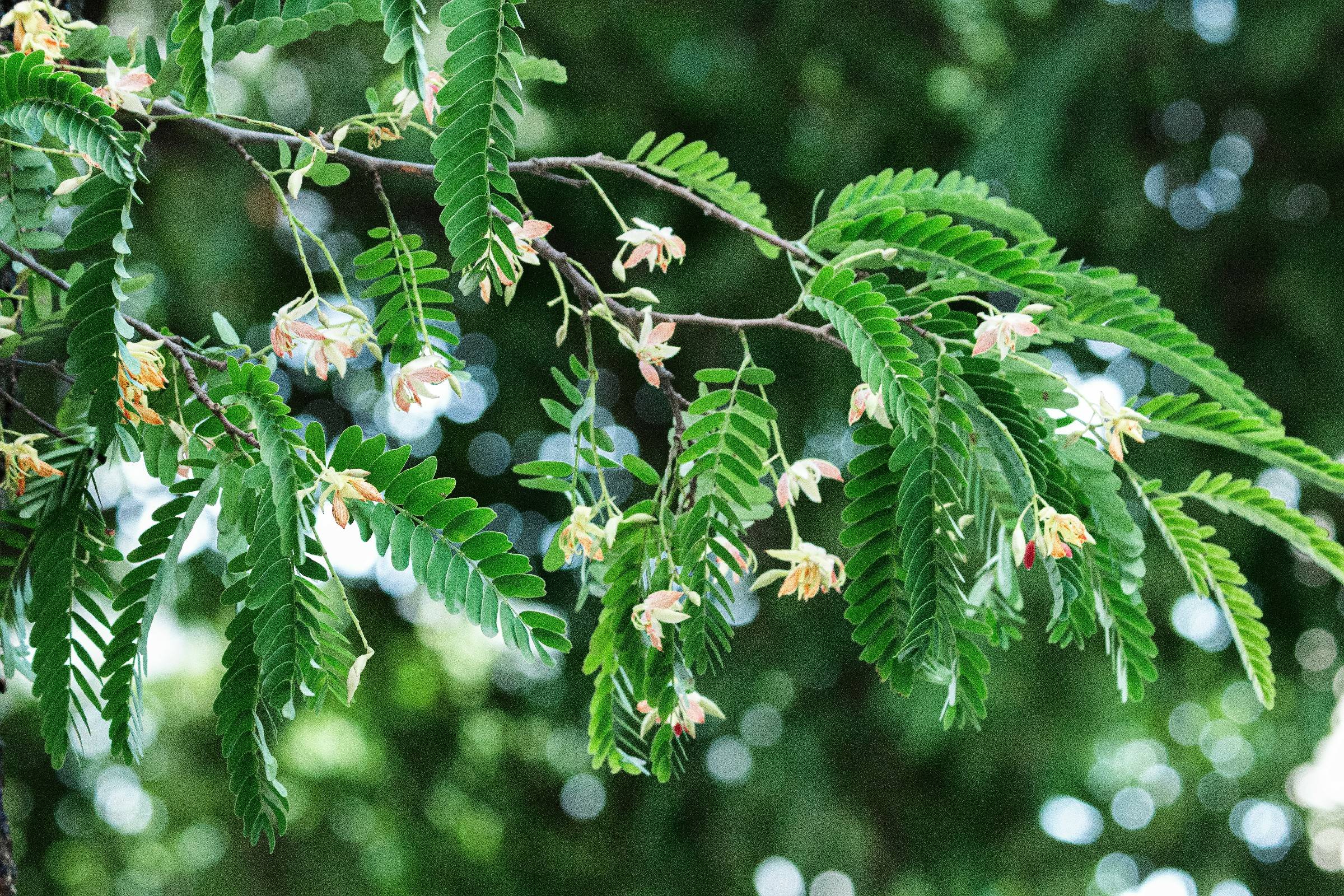夏日旧城乡 酸角花开沁人心
