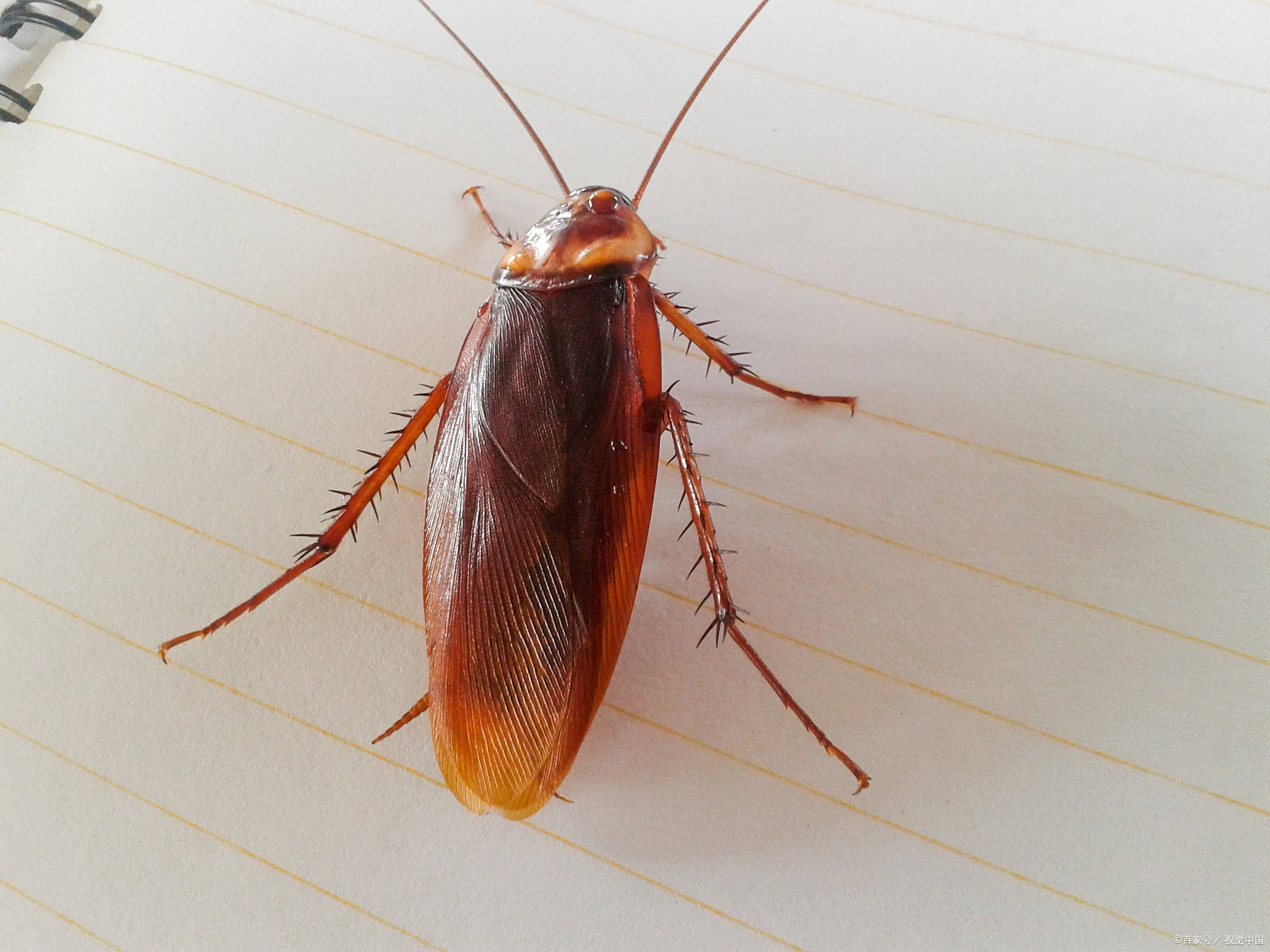 家里蟑螂横行?揭秘5大灭蟑螂关键原因