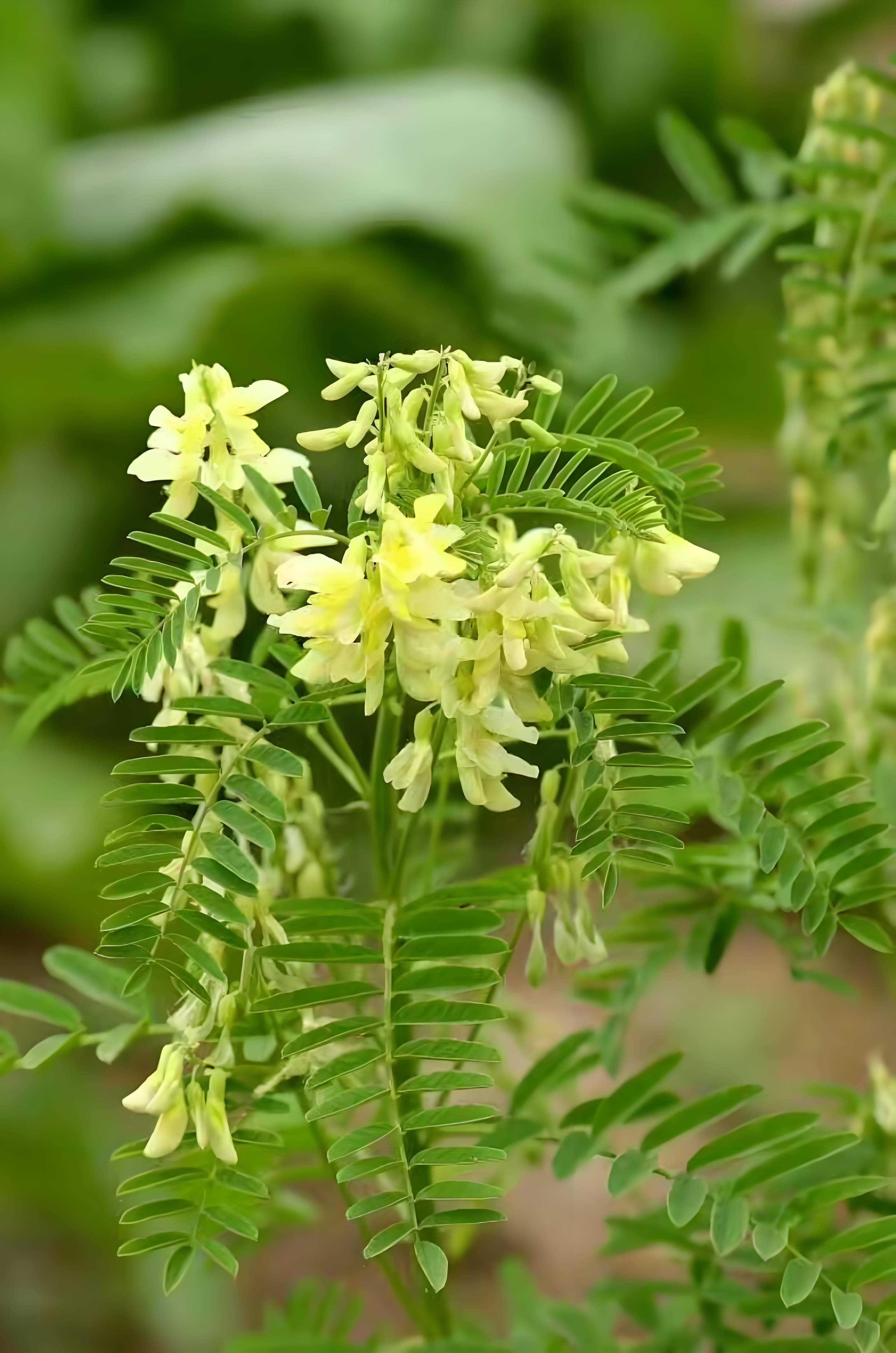 苦参根提取物在化妆品中的应用