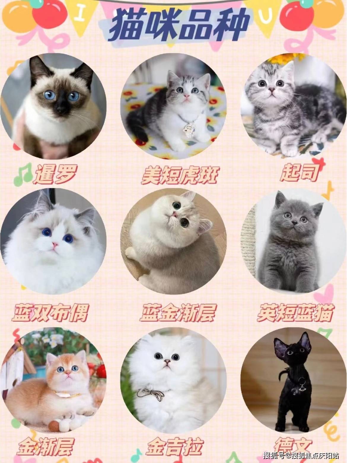 义乌买英短蓝金猫去哪里买比较好，在此选购，安全可靠且能现场挑选宠物！_搜狐网
