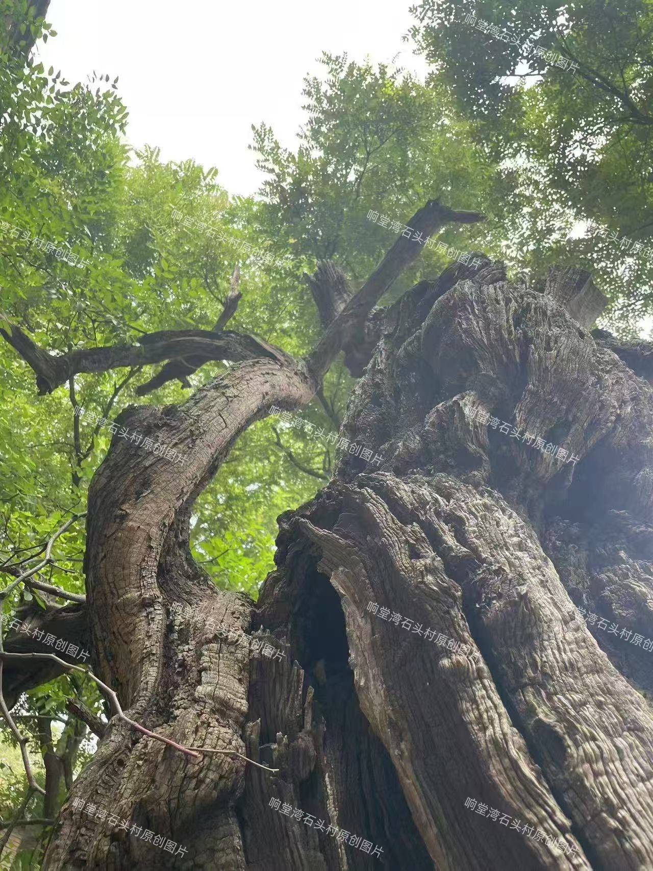 绿色活化石:太行山野生酸枣古树