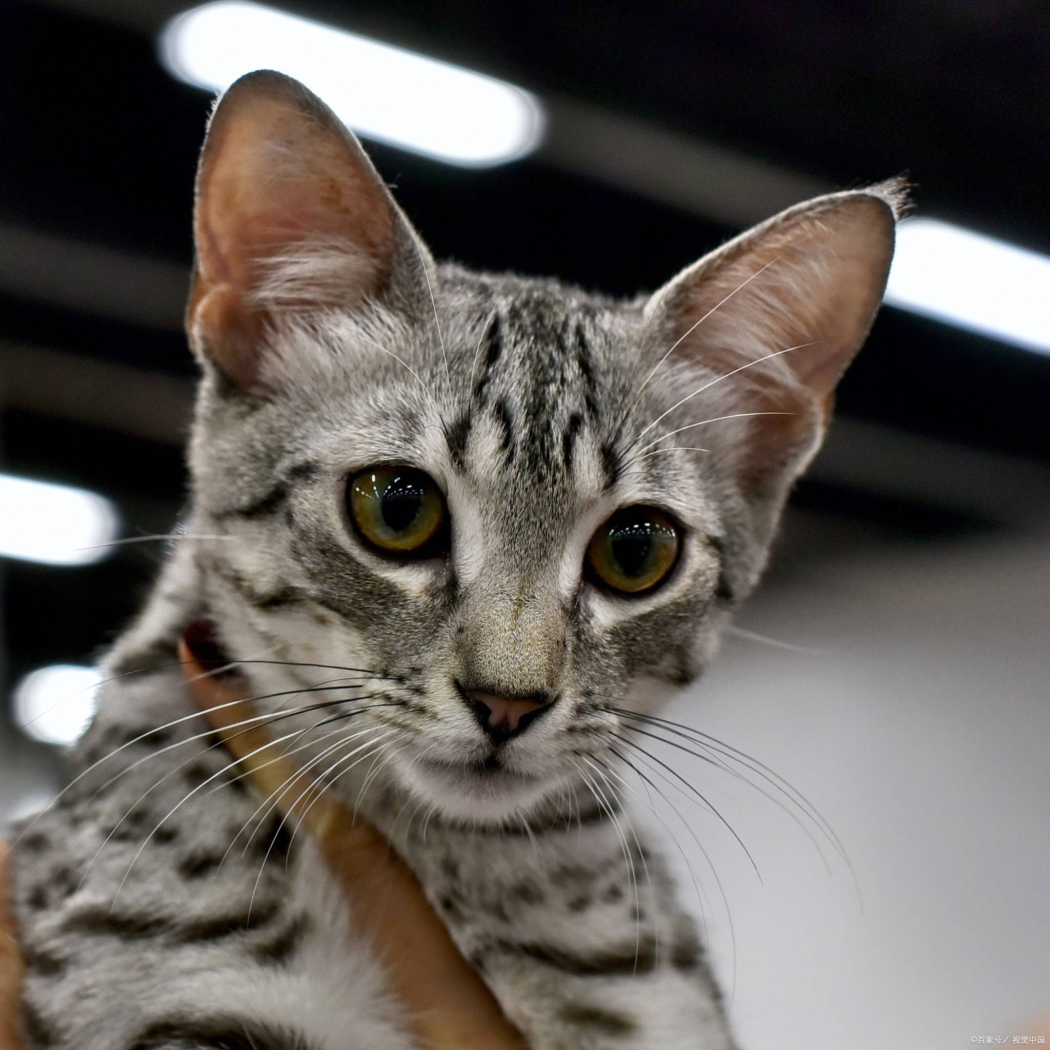 新加坡猫:被誉为世界上最小的家猫品种