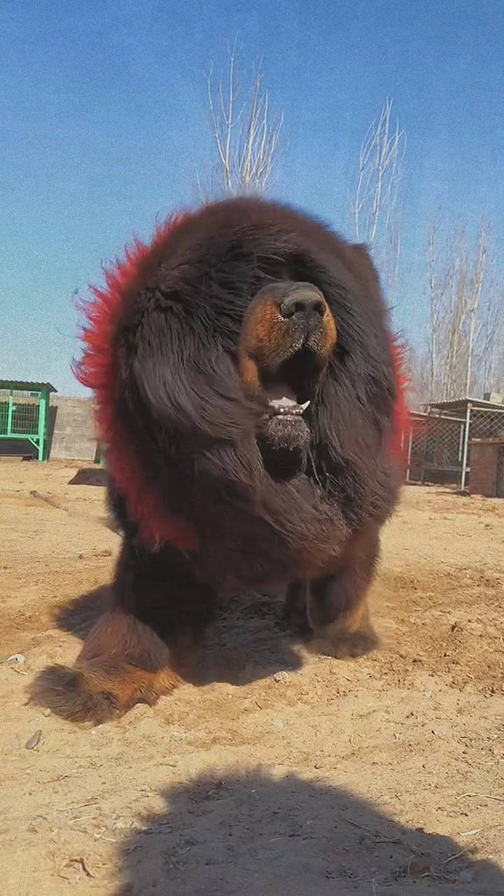 藏獒饲养新手的详细指南,其饲养管理需要系统性的专业知识和充分的