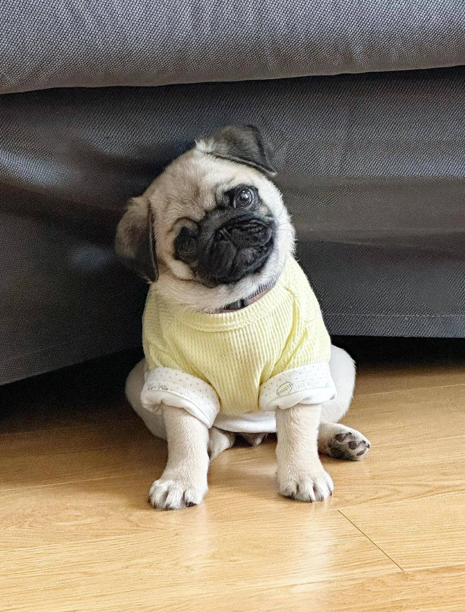 巴哥犬饲养新手的详细指南涵盖了从品种特性到日常护理的全面内容